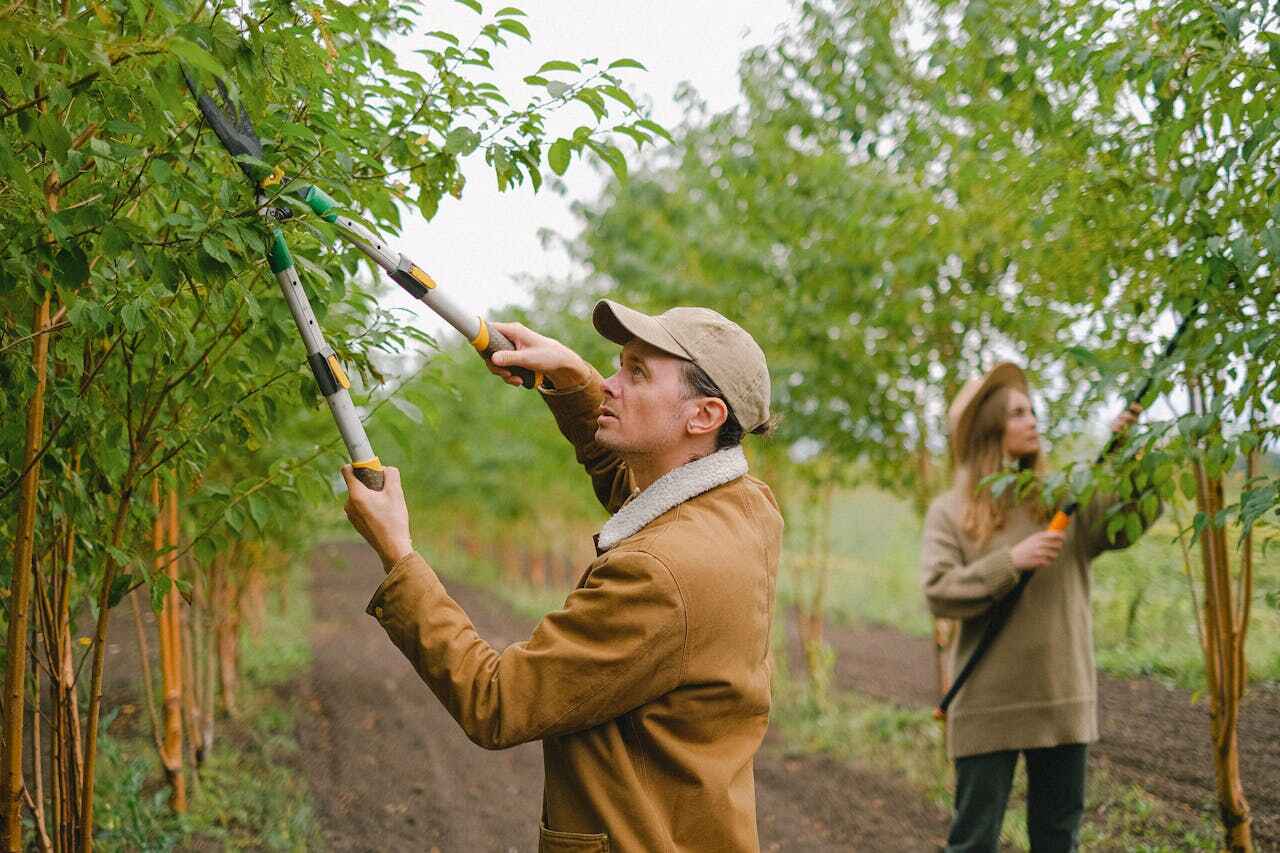 Best Tree Pruning Services  in Marion Oaks, FL